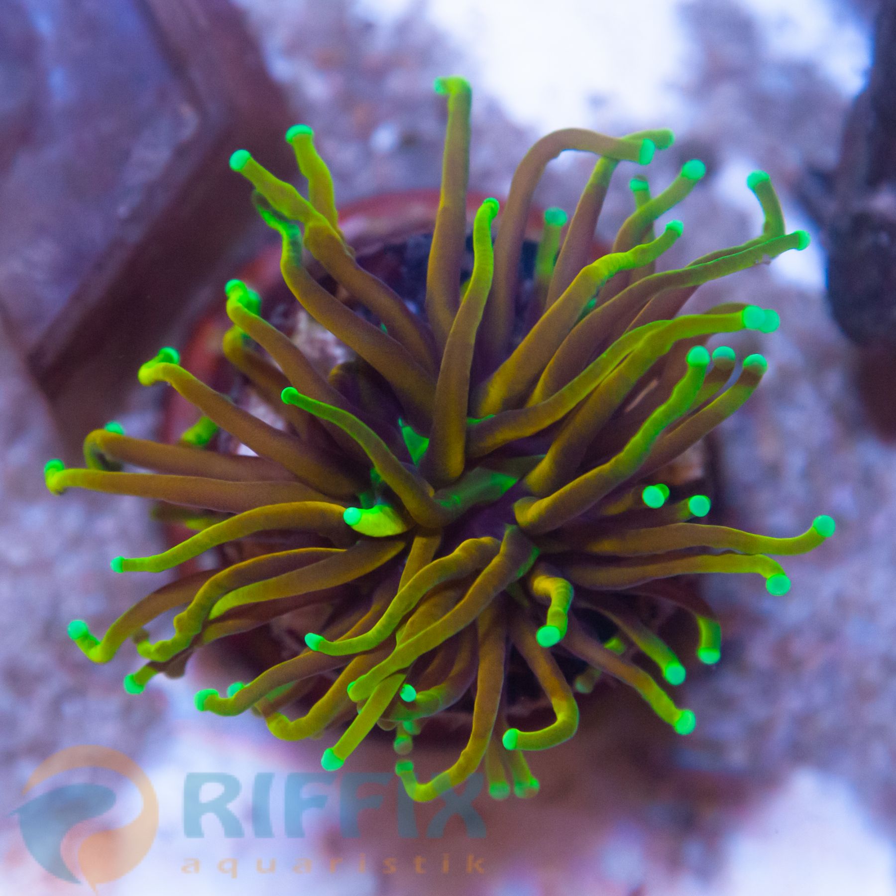 Euphyllia Glabrescens - Golden Torch - Dragon Soul